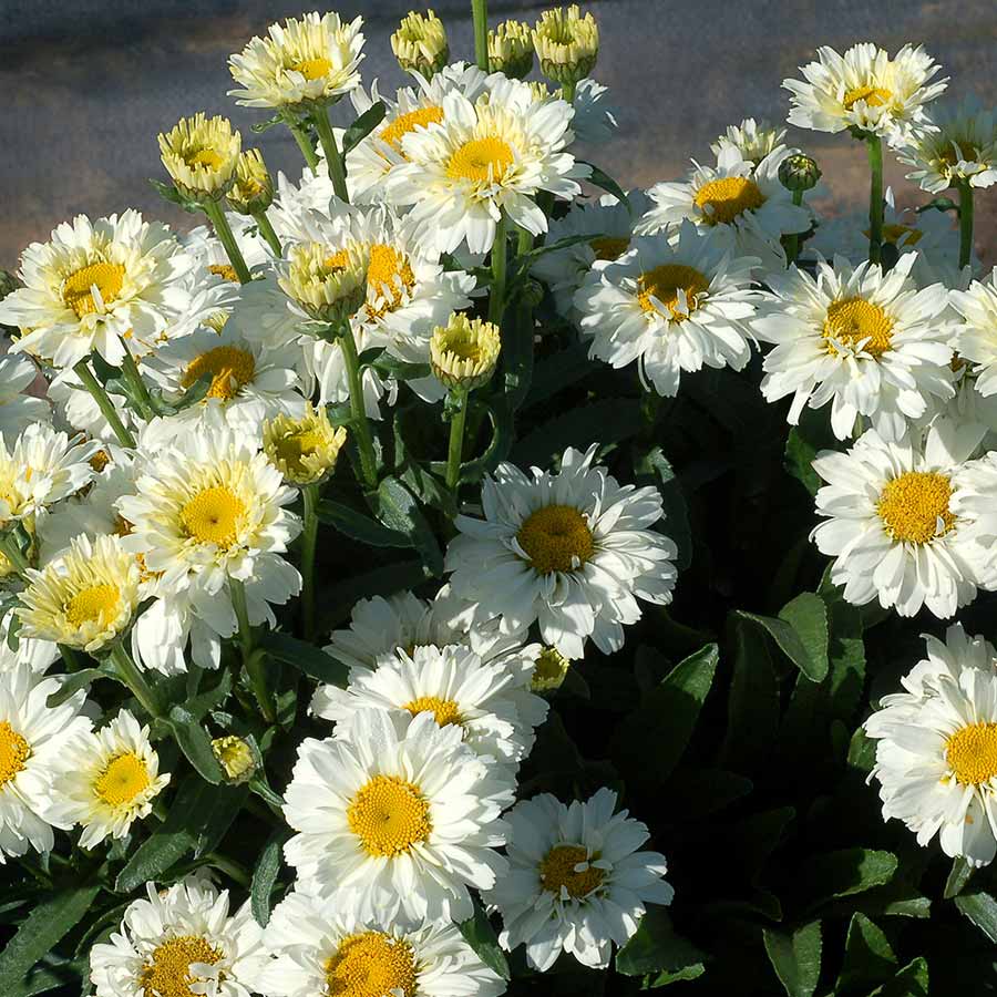 Leucanthemum 'Sugar Bowl'