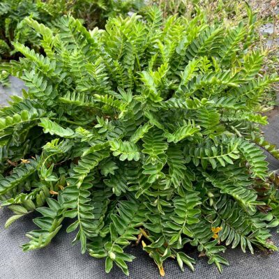 Polemonium 'Hurricane Ridge'