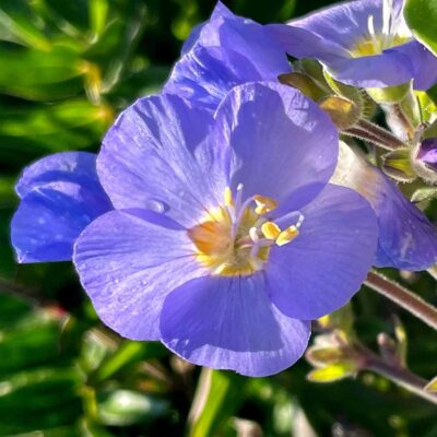 Polemonium 'Hurricane Ridge'