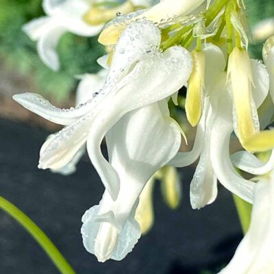 Dicentra AMORE™ 'Titanium'