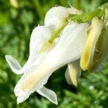 Dicentra AMORE™ 'Titanium'