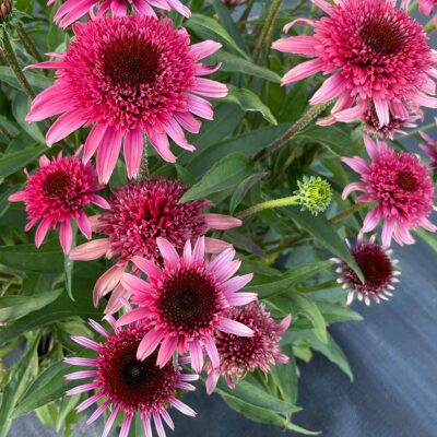 Echinacea 'Giddy Pink'