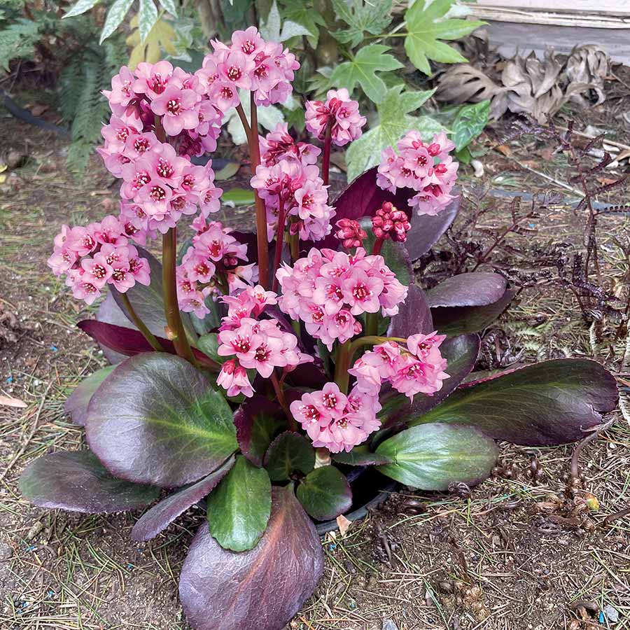 Bergenia VINTAGE™ 'Blush'