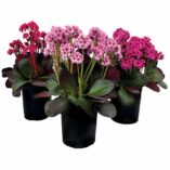 Bergenia VINTAGE™ 'Blush'