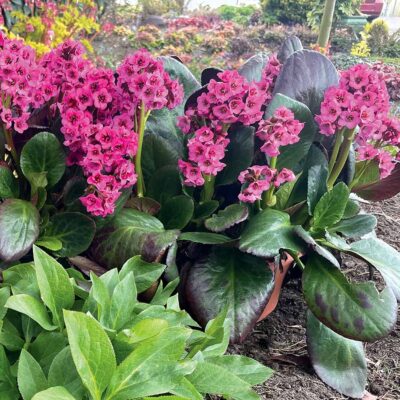 Bergenia VINTAGE™ 'Pink'