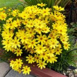 Coreopsis 'Citrine'