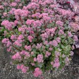 Sedum 'Double Martini'