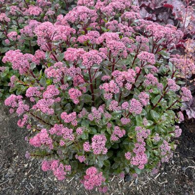 Sedum 'Double Martini'