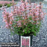 Agastache 'Kudos Ambrosia'