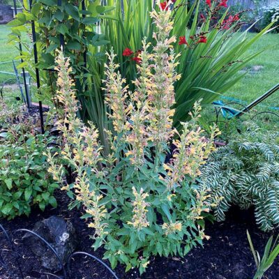 Agastache 'Kudos Gold'