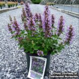 Agastache POQUITO® 'Dark Blue'