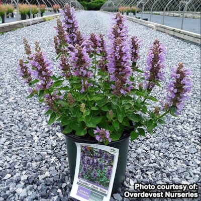 Agastache POQUITO® 'Dark Blue'