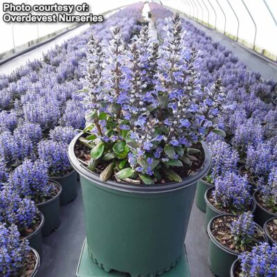 Ajuga 'Blueberry Muffin'