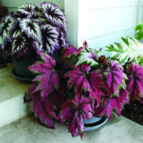 Begonia T-REX® 'Dancing Peacock'