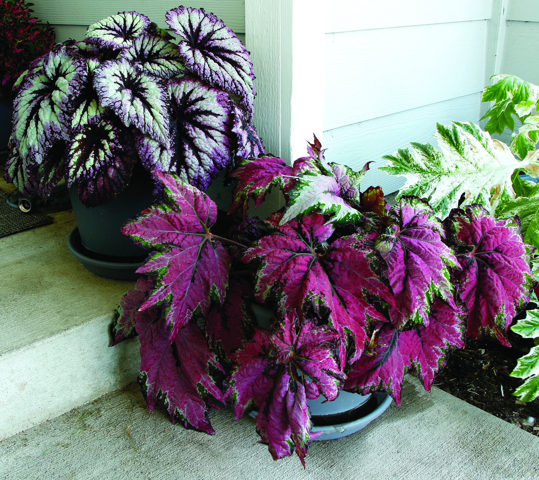 Begonia T REX® 'Dancing Peacock'