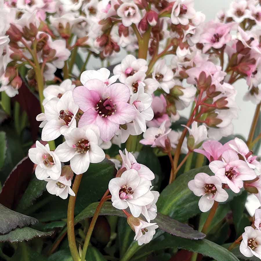 Bergenia DRAGONFLY™ 'Angel Kiss'