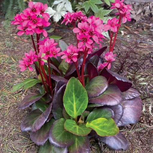 Bergenia EARLY BRILLIANCE™ 'Magenta'