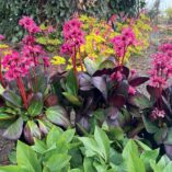 Bergenia EARLY BRILLIANCE™ 'Magenta'