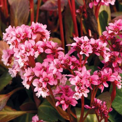 Bergenia 'Pink Dragonfly'