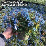 Corydalis 'Blue Heron'