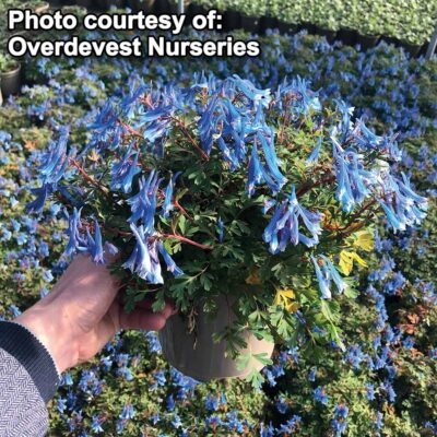 Corydalis 'Blue Heron'