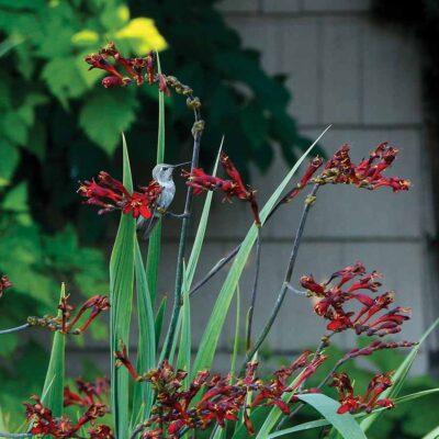 Crocosmia TWILIGHT FAIRY™ 'Crimson'