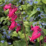 Dicentra 'Amore Rose'