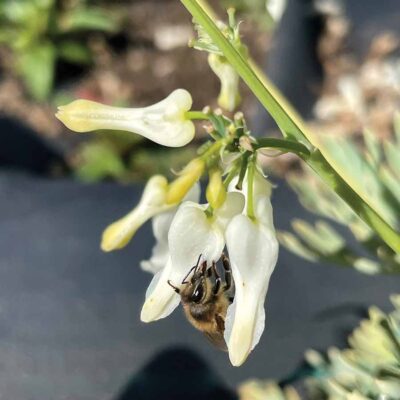 Dicentra AMORE™ 'Titanium'