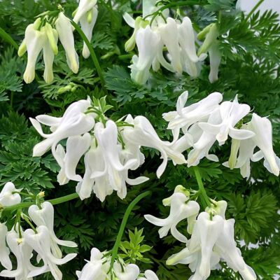 Dicentra AMORE™ 'Titanium'