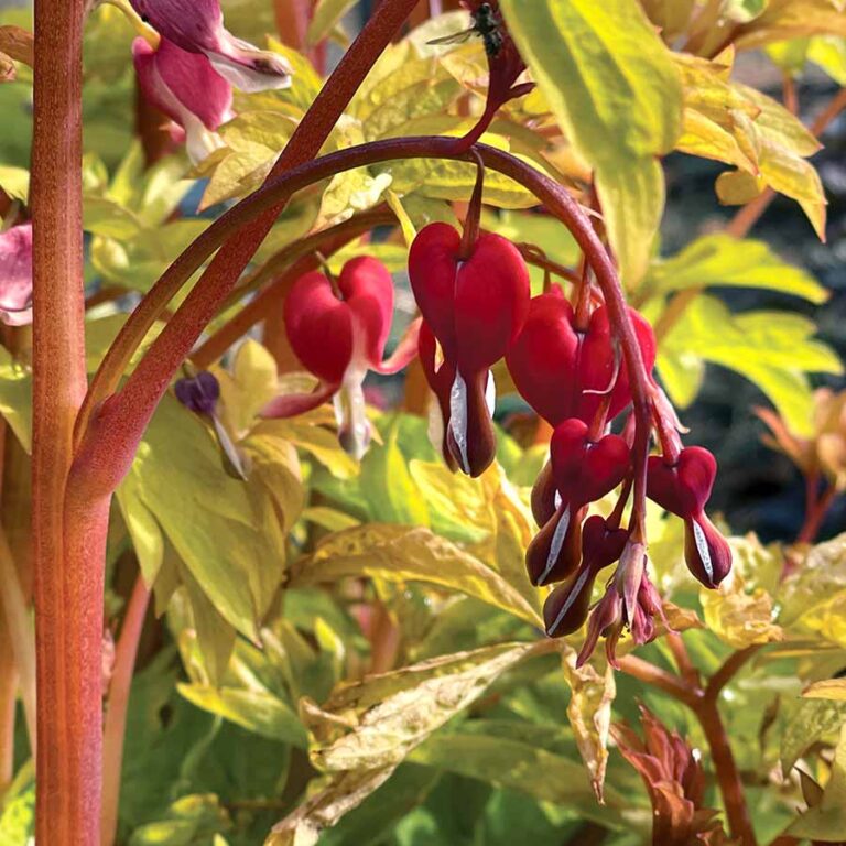 Dicentra ‘Ruby Gold’ TERRA NOVA® Nurseries, Inc.