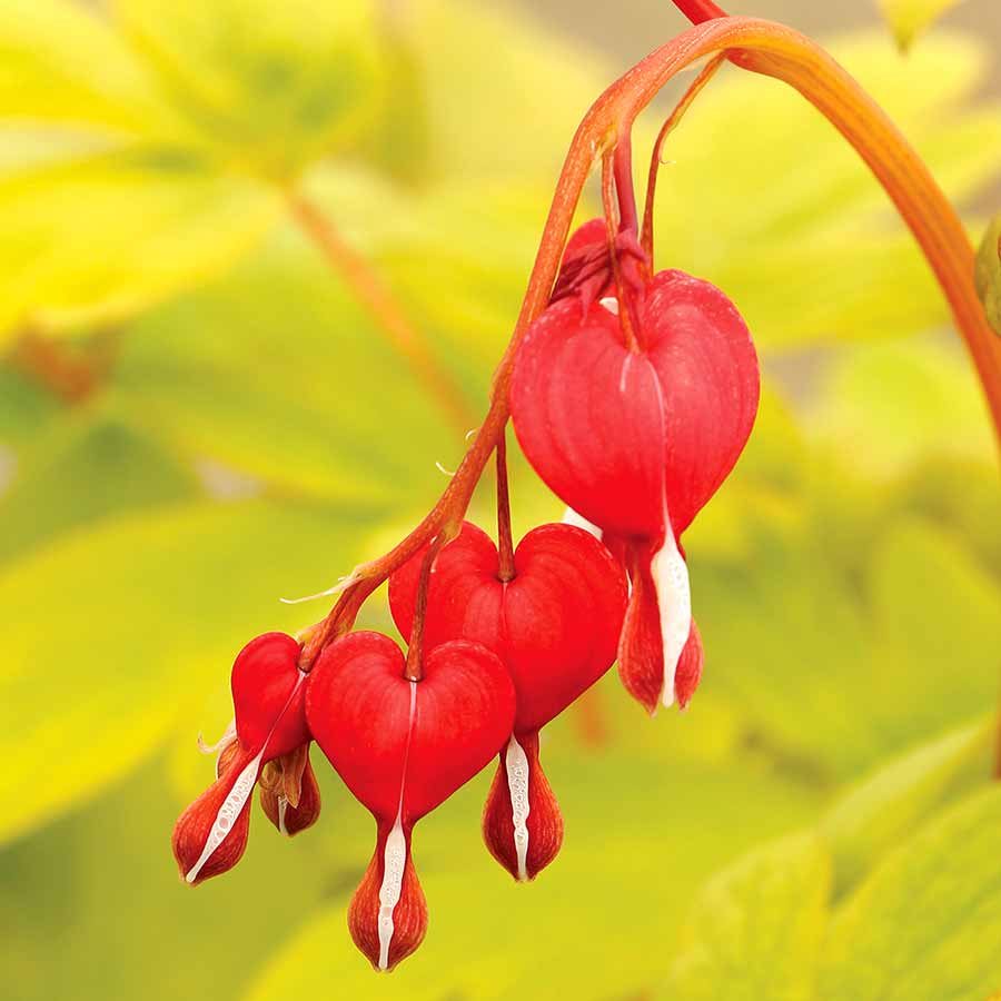 Dicentra-Ruby-Gold-5.jpg