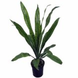 Dracaena 'Malachite'