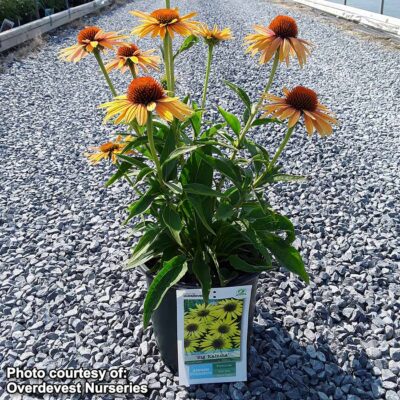 Echinacea 'Big Kahuna'