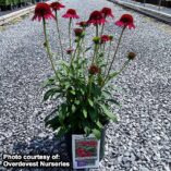 Echinacea CARA MIA™ 'Rose'
