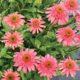 Echinacea CARA MIA™ 'Seashell'