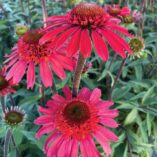 Echinacea CARA MIA™ 'Spicy'