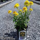 Echinacea CARA MIA™ 'Yellow'