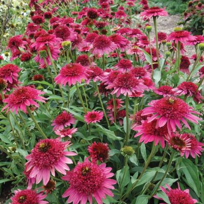 Echinacea 'Giddy Pink'