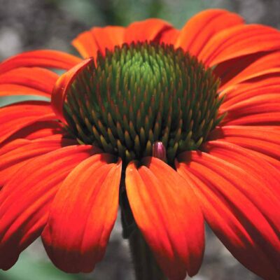 Echinacea KISMET® 'Intense Orange'