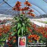 Echinacea KISMET™ Intense Orange