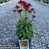 Echinacea KISMET™ Red