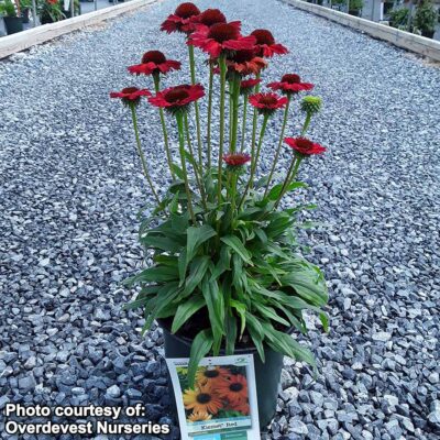 Echinacea KISMET® 'Red'