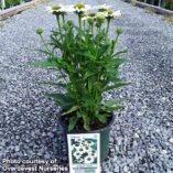 Echinacea KISMET™ 'White'