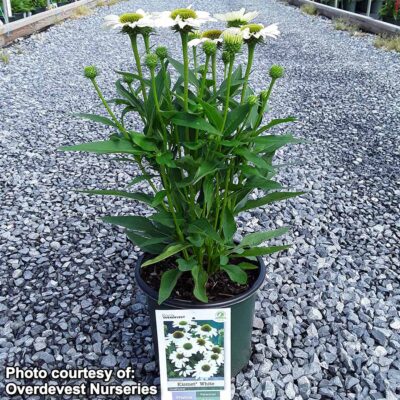 Echinacea KISMET® 'White'