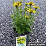 Echinacea KISMET™ Yellow