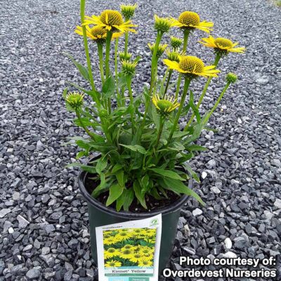 Echinacea KISMET® 'Yellow'