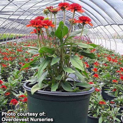 Echinacea 'Moab Sunset'