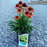 Echinacea PRIMA™ 'Ginger'