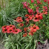 Echinacea PRIMA™ 'Ruby'