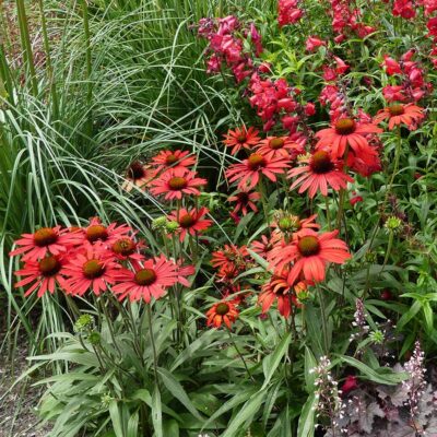 Echinacea PRIMA™ 'Ruby'